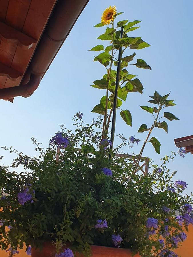 "La Terrazza Di Castiglione" Appartamenti Vacanza Castiglione della Pescaia Luaran gambar